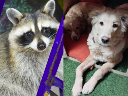 In Novosibirsk the raccoon Bun helped the dog Peach come back to life